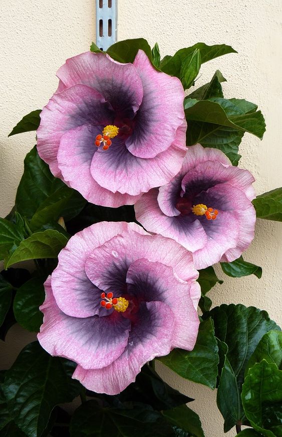 اجمل صور ورد طبيعي في العالم .. رمزيات ورود طبيعية hd - مجلة فوتوجرافر