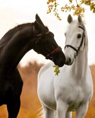 أجمل الخيول العربية