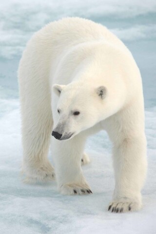 كذلك صور الدب قطبي.