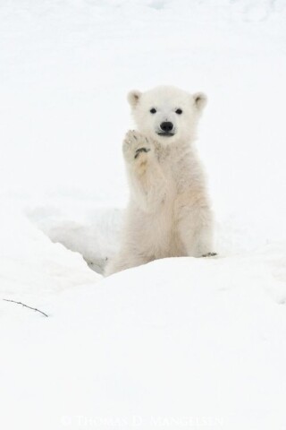 كذلك صور الدب قطبي.